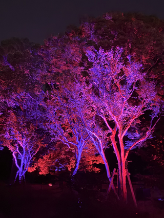 Pink, Electric Night